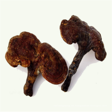 A granel original ganoderma lucidum extracto hongo reishi